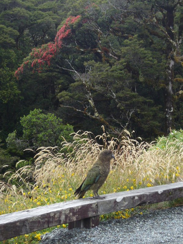 Travel - New Zealand - Fiordland